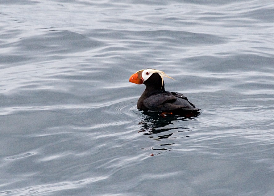 Tufted Puffin - ML611596723
