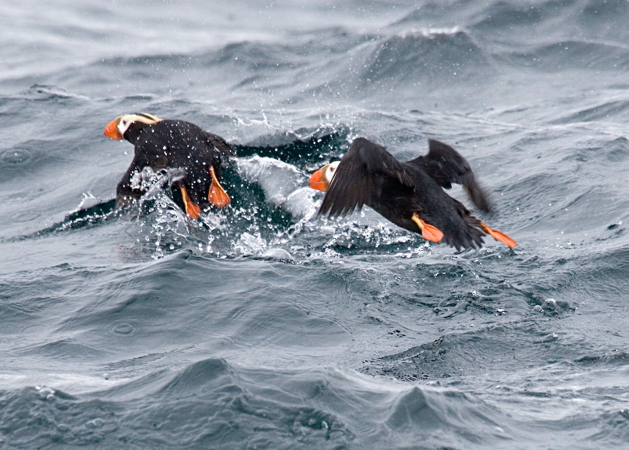 Tufted Puffin - ML611596762