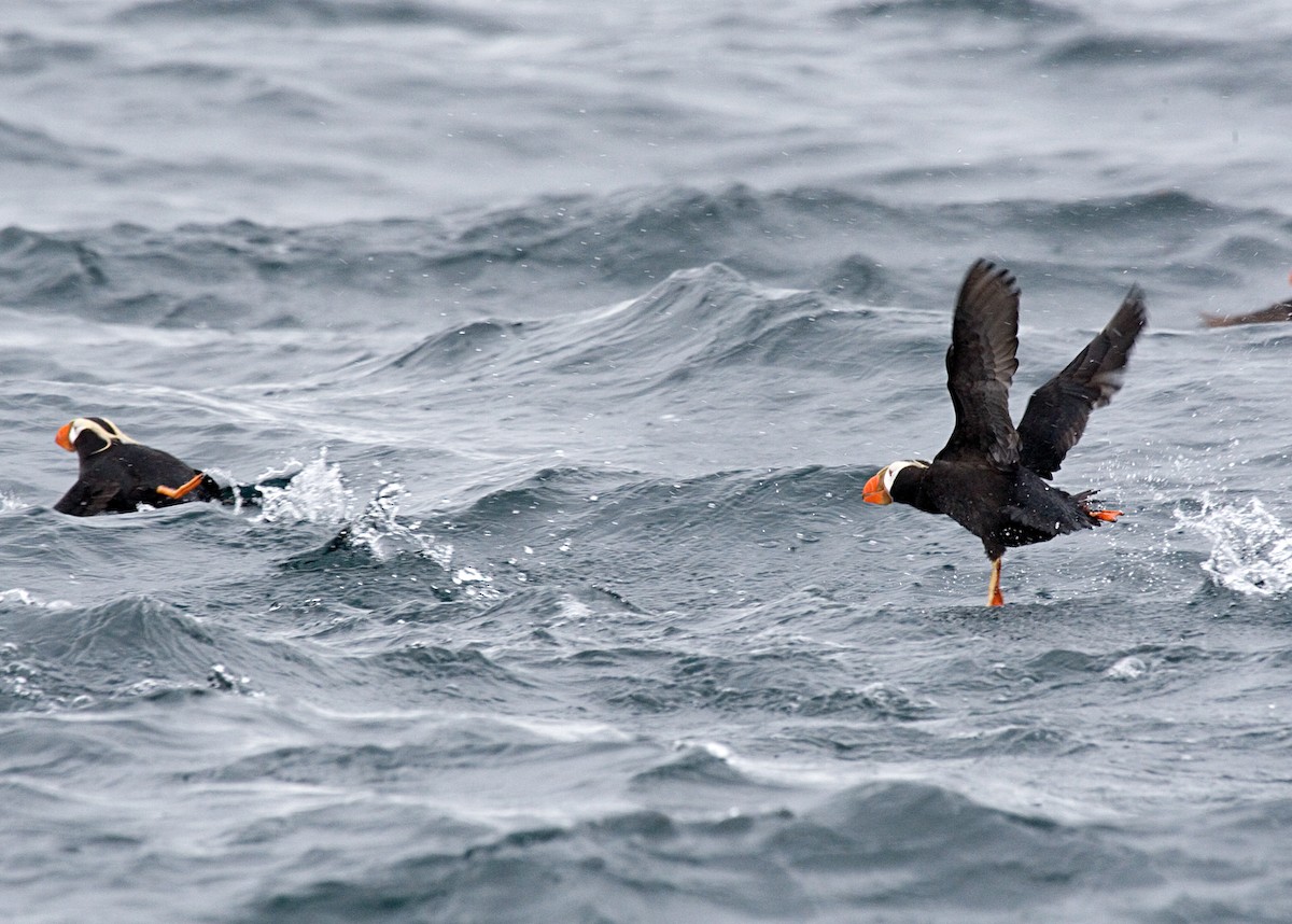 Tufted Puffin - ML611596763