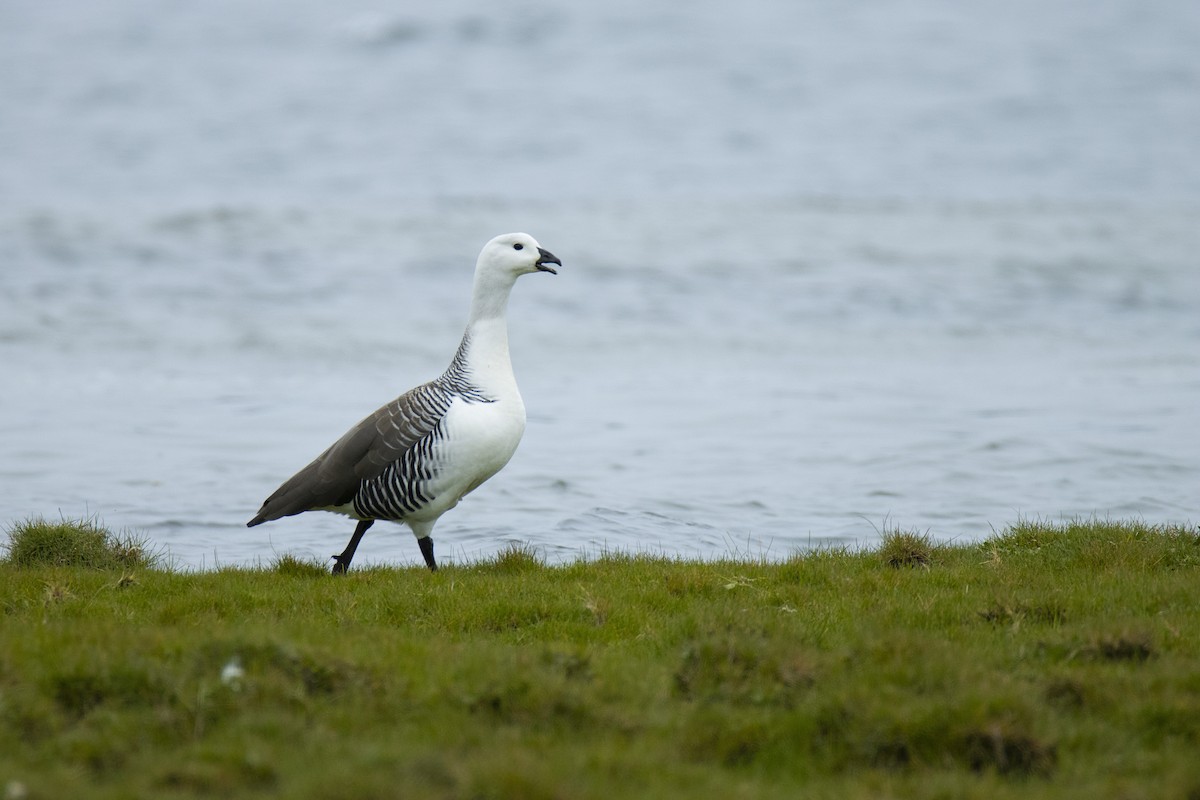 Upland Goose - Alexis Hidalgo Velasquez