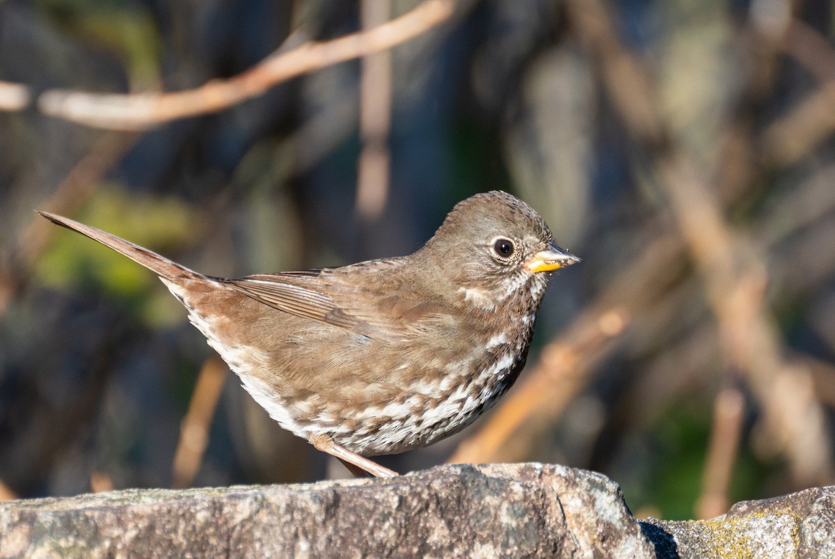 Fox Sparrow (Sooty) - ML611596817