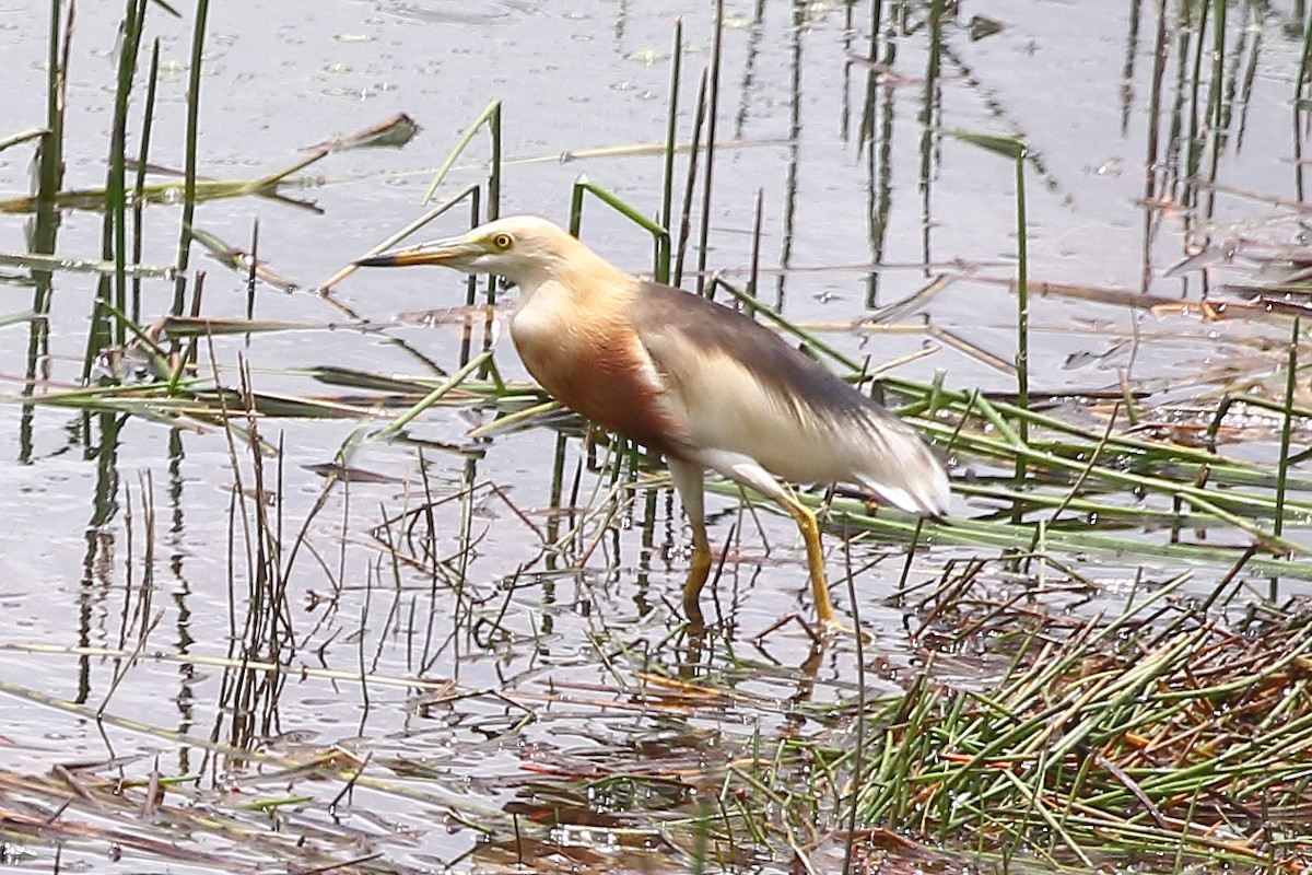 Javan Pond-Heron - ML611596873