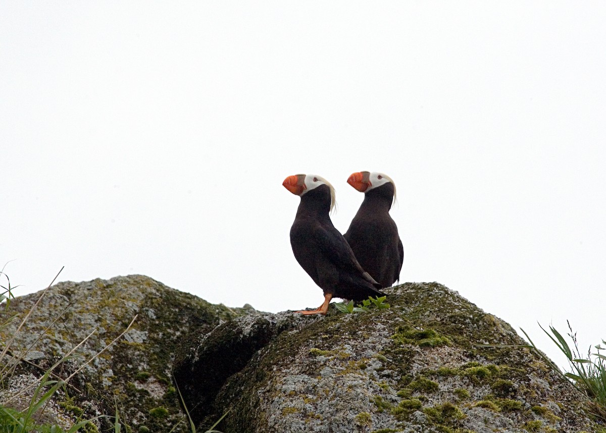 Tufted Puffin - ML611596879