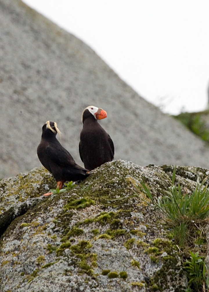 Tufted Puffin - ML611596884