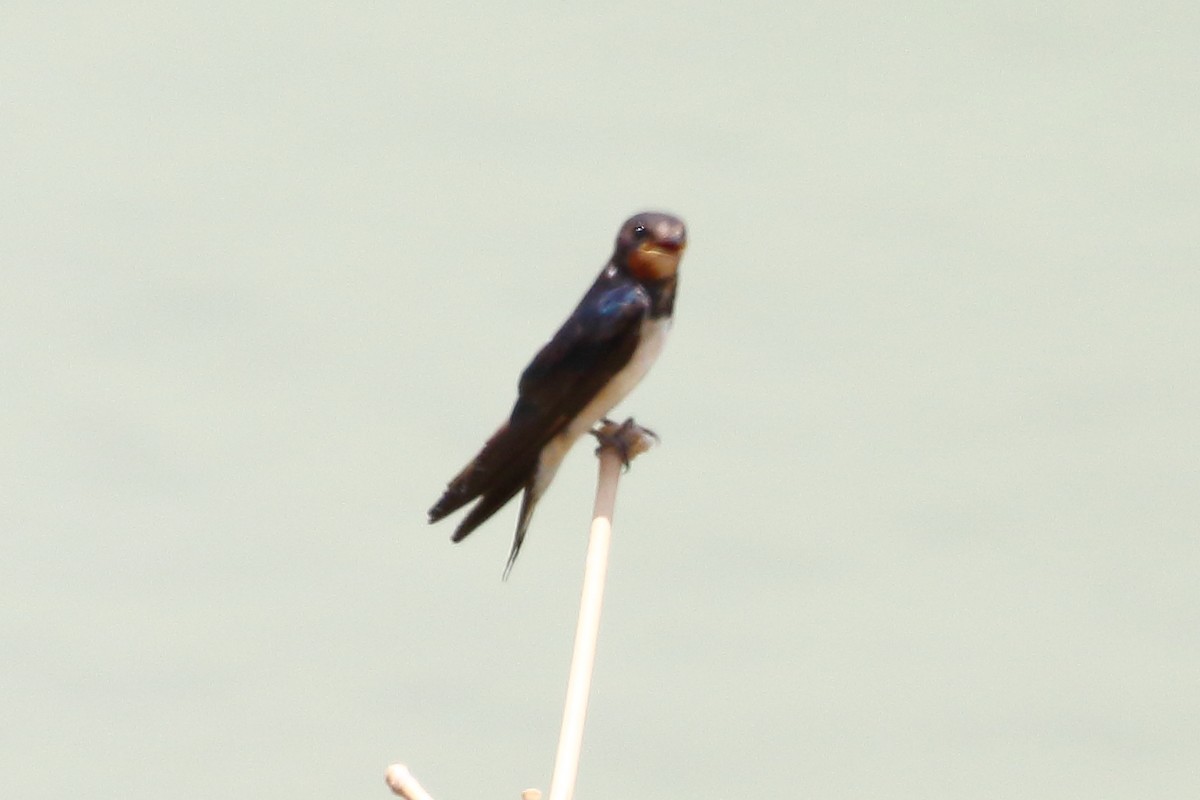 Pacific Swallow - ML611596885