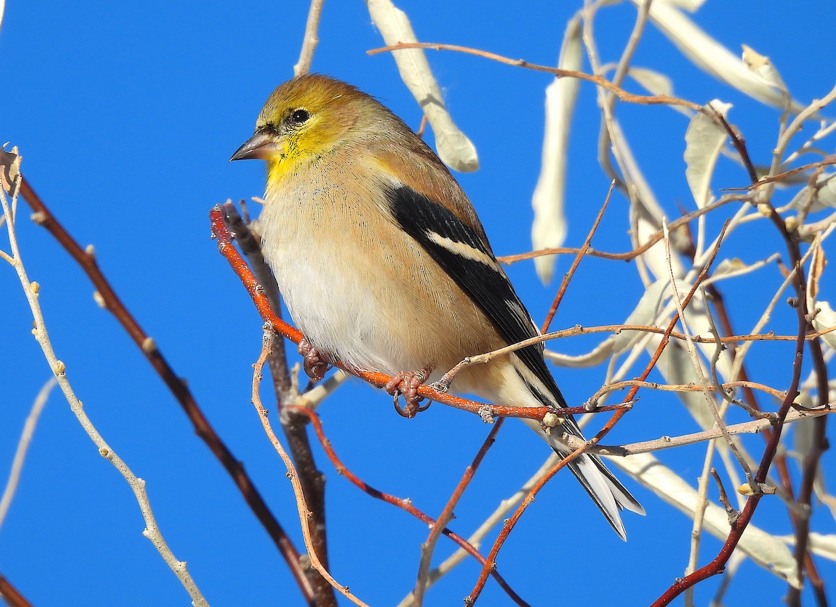 American Goldfinch - ML611596938