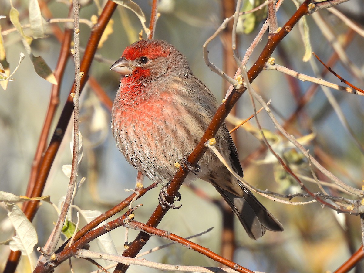 House Finch - ML611596946