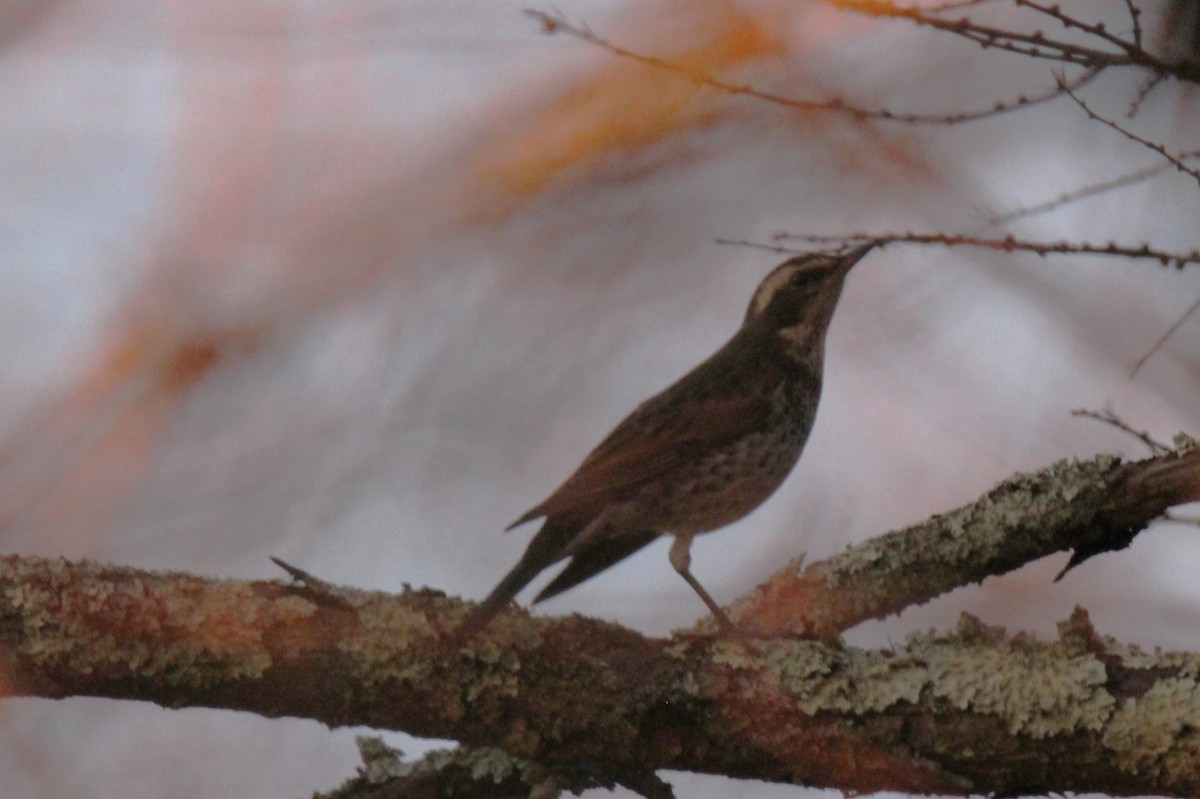 Dusky Thrush - ML611596976