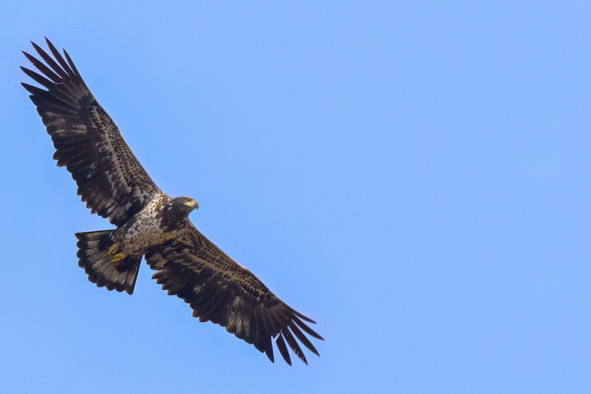 Bald Eagle - Steve Wheat