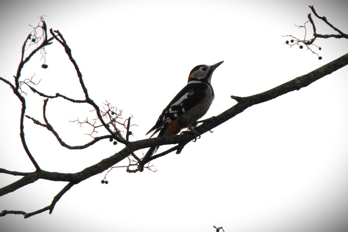 Great Spotted Woodpecker (japonicus) - ML611597004