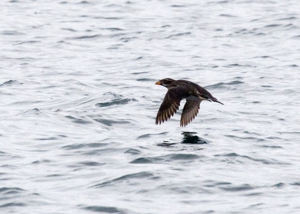 Rhinoceros Auklet - ML611597058