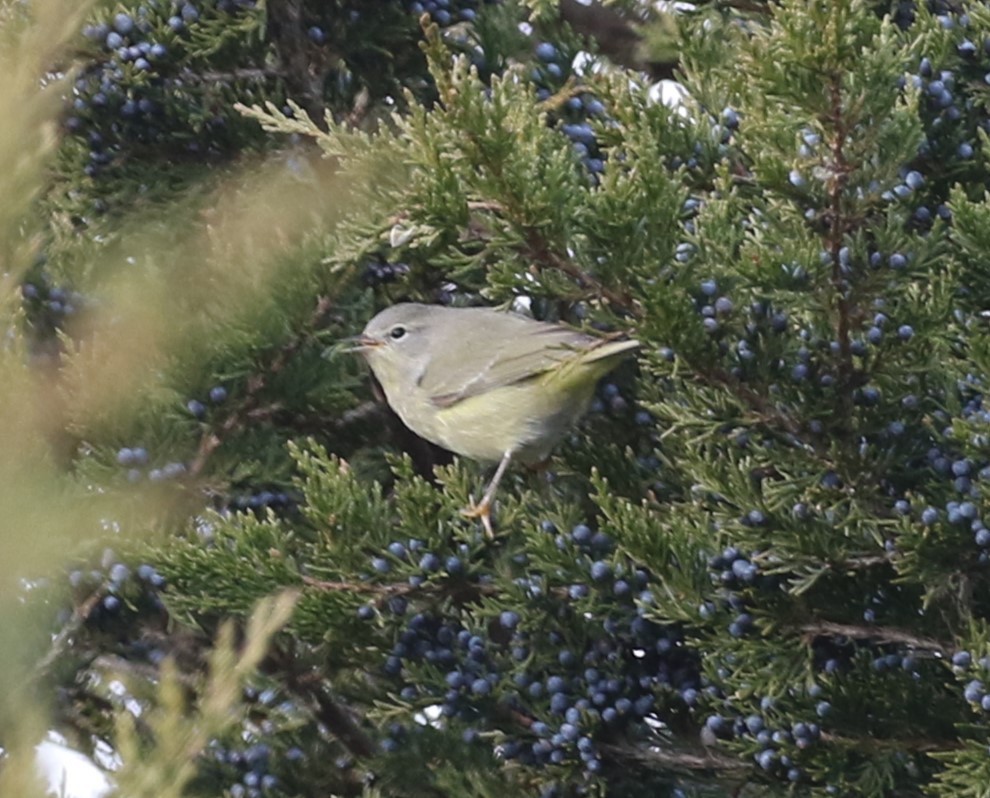 Orange-crowned Warbler - John Oshlick