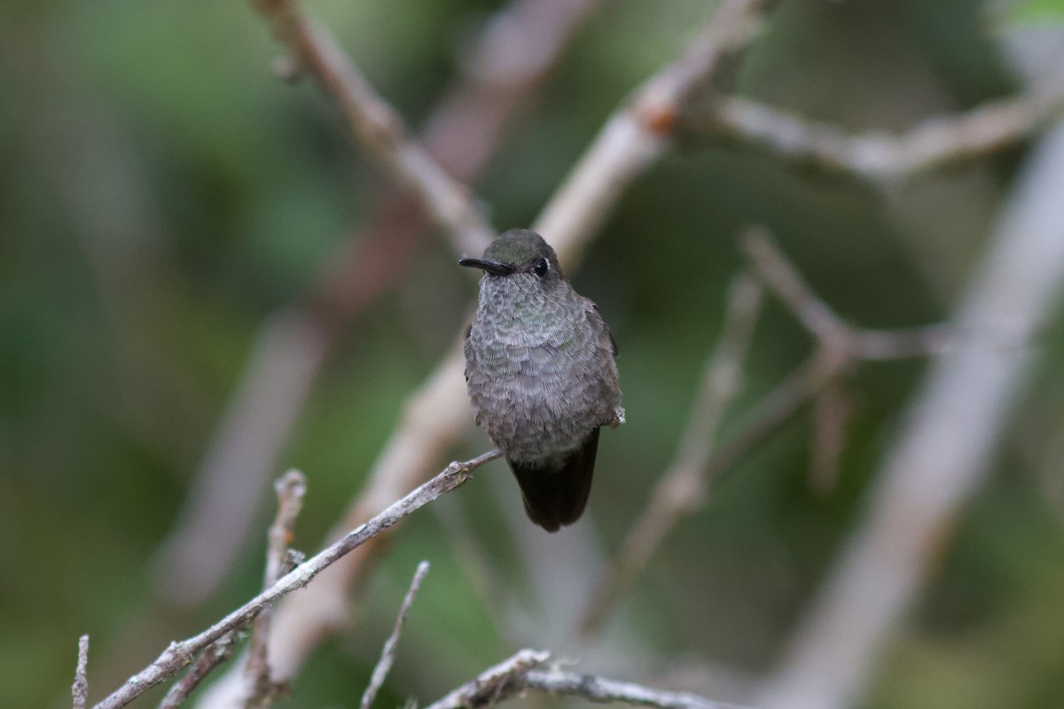 Sombre Hummingbird - ML611597183