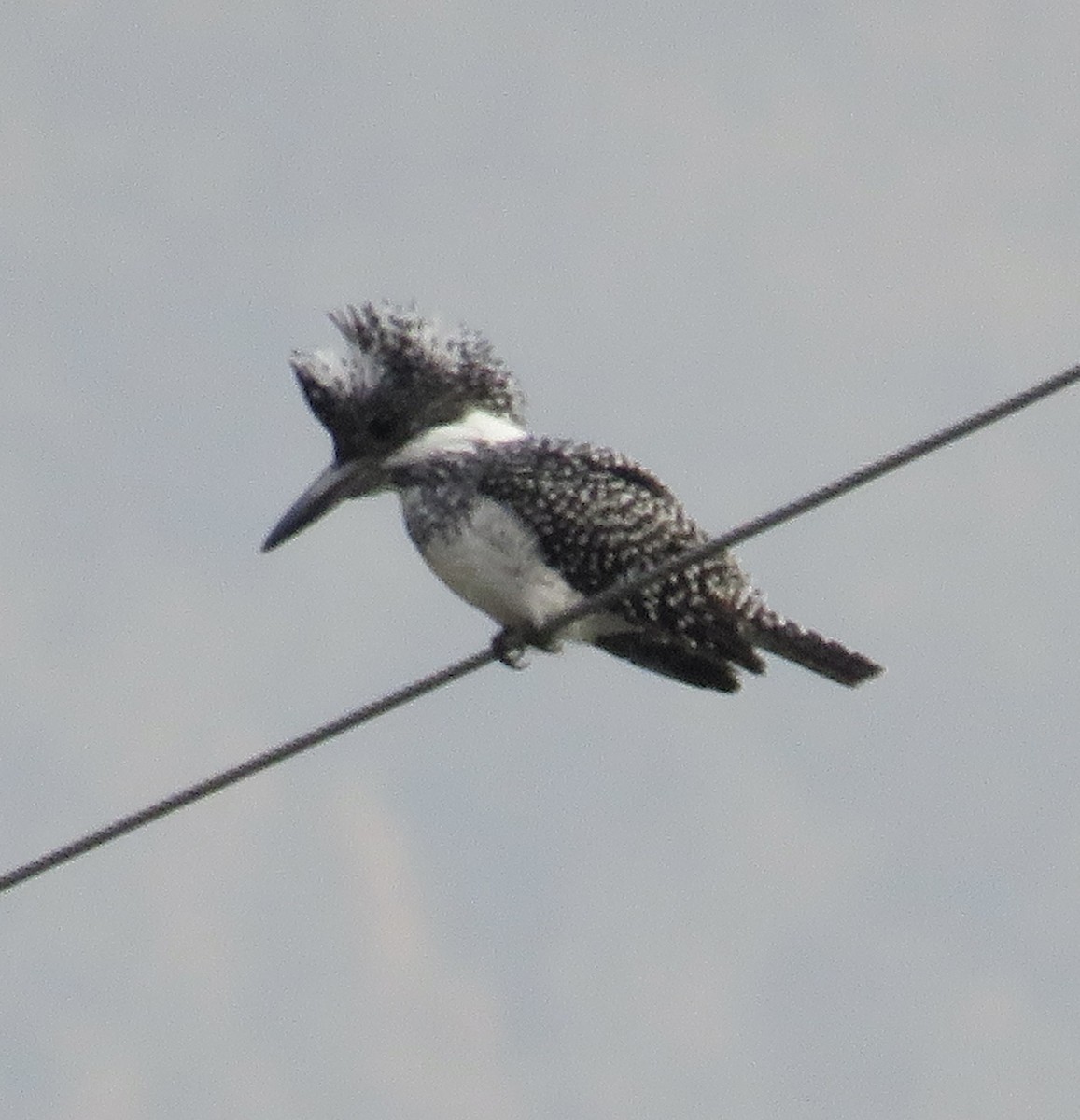 Crested Kingfisher - Sally Bergquist