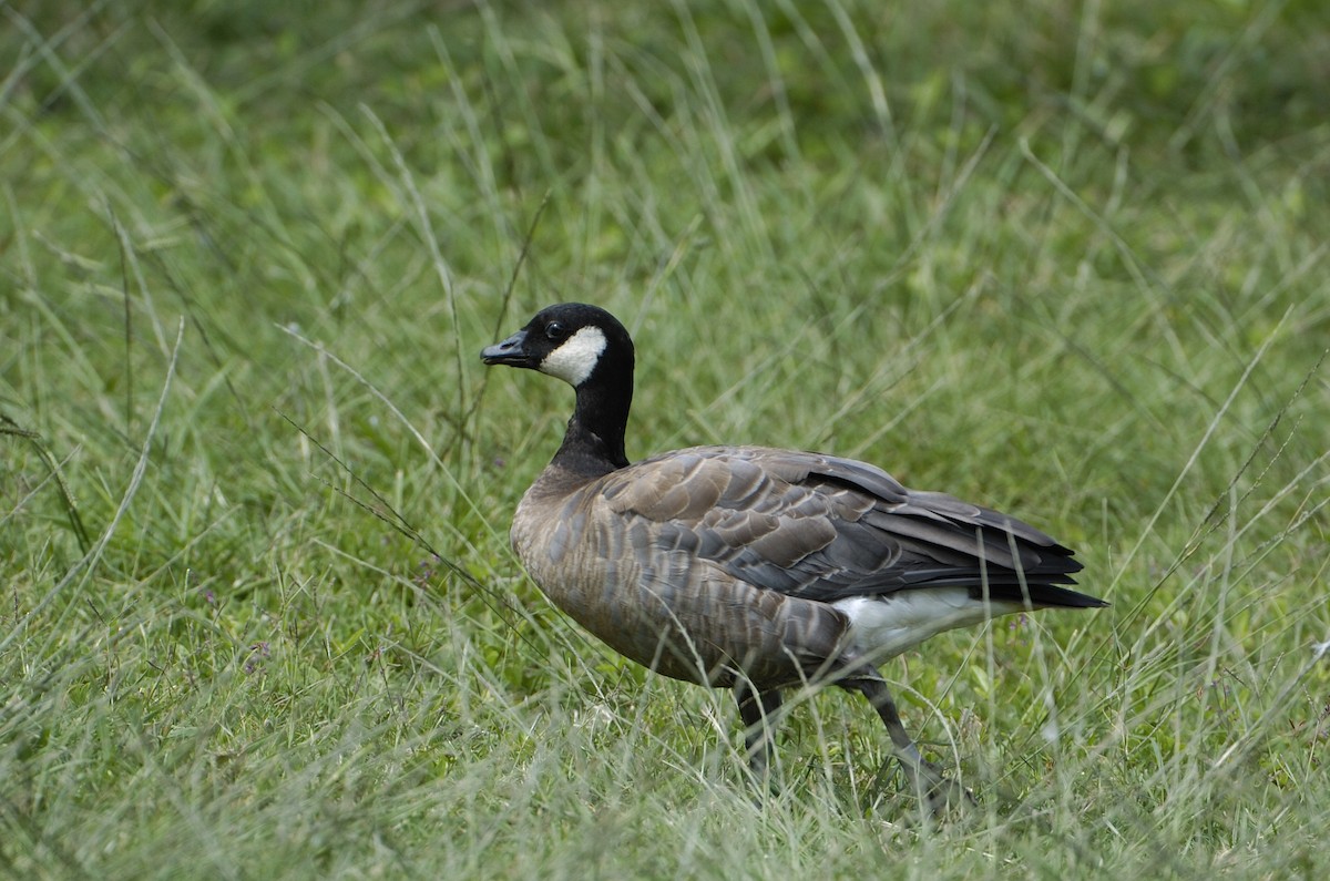 Cackling Goose - ML611597248