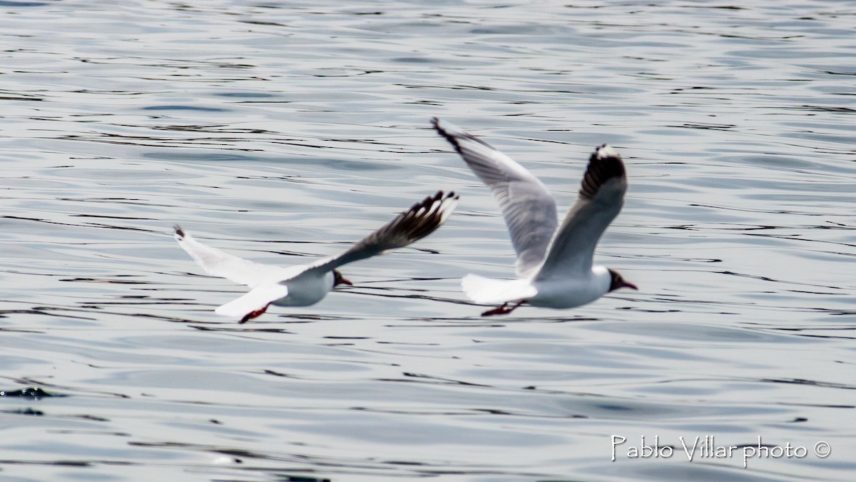 Brown-hooded Gull - ML611597252