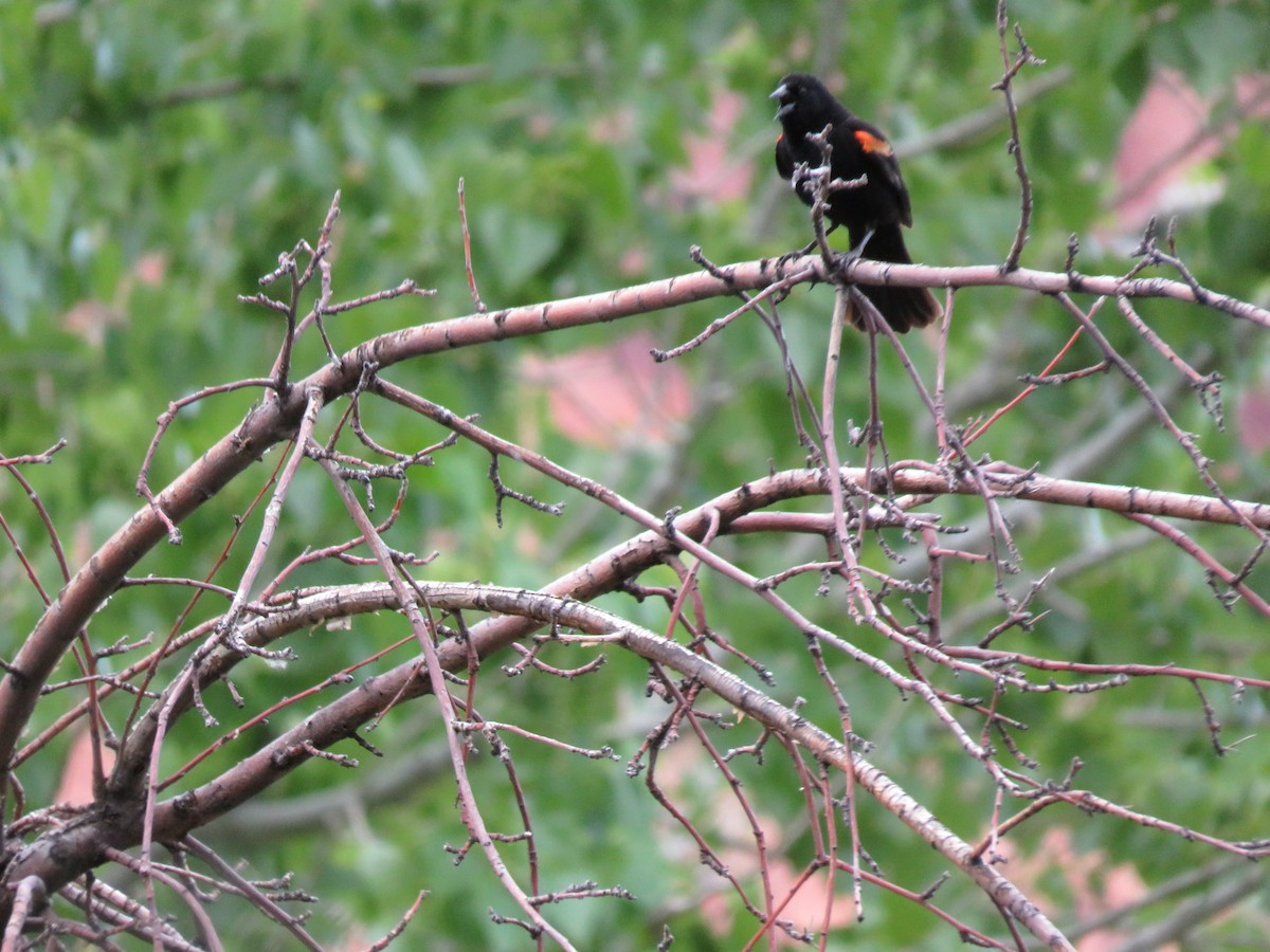 Red-winged Blackbird - ML611597311