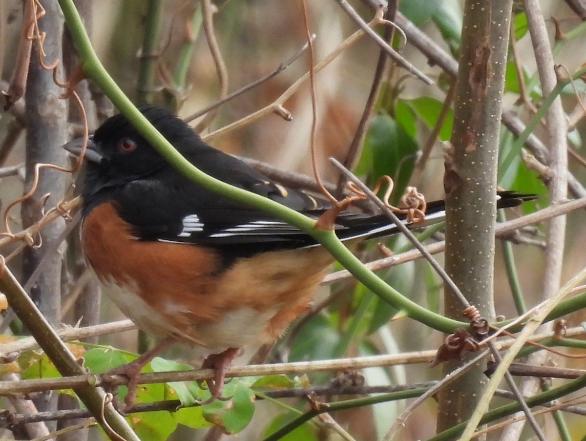 Eastern Towhee (Red-eyed) - ML611597355