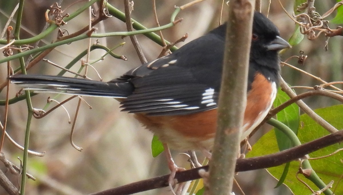 Eastern Towhee (Red-eyed) - ML611597356