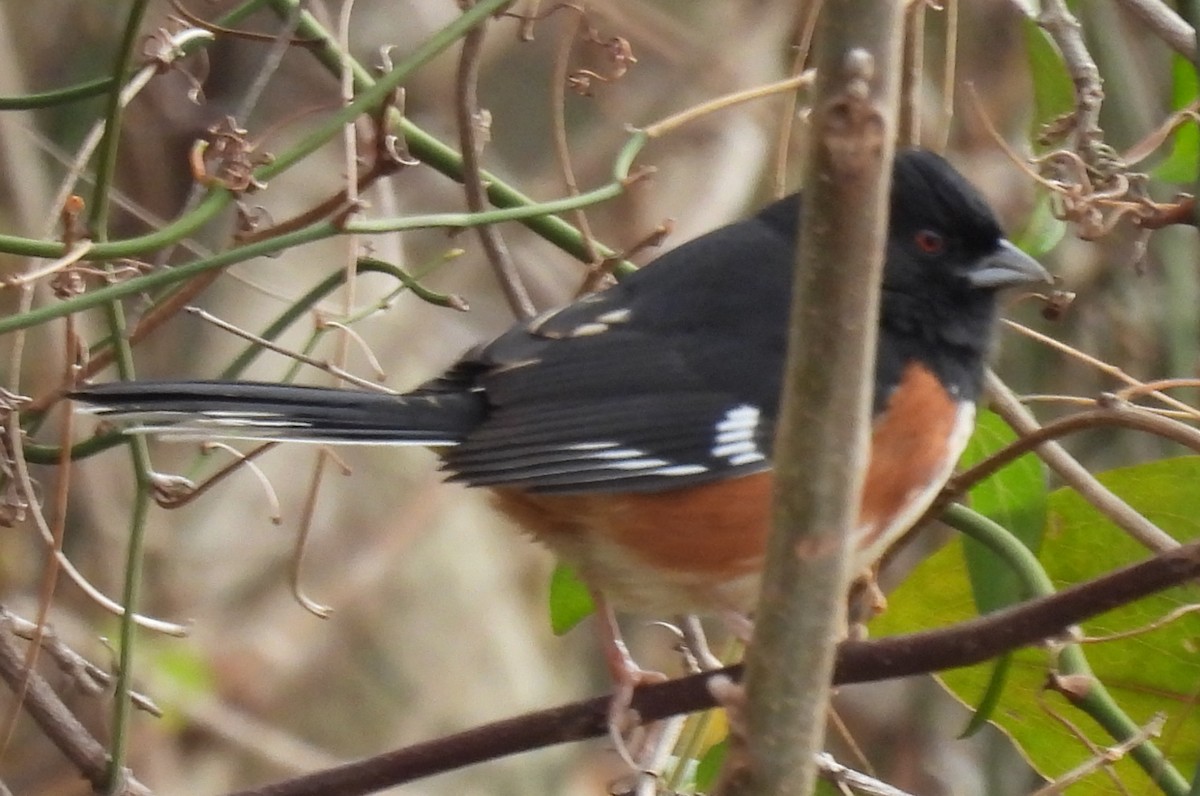 Eastern Towhee (Red-eyed) - ML611597357