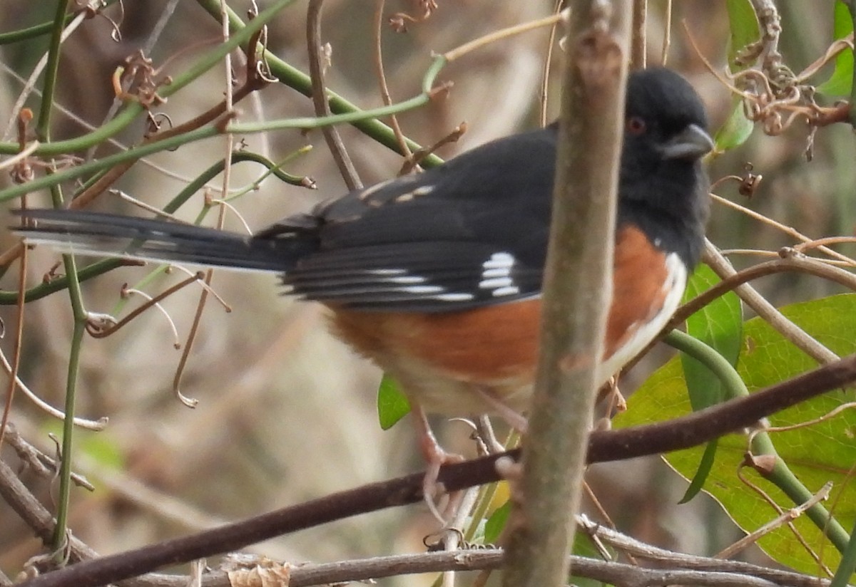 Eastern Towhee (Red-eyed) - ML611597358