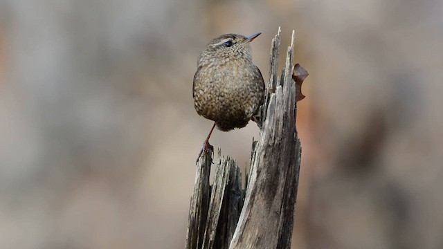 Winter Wren - ML611597368