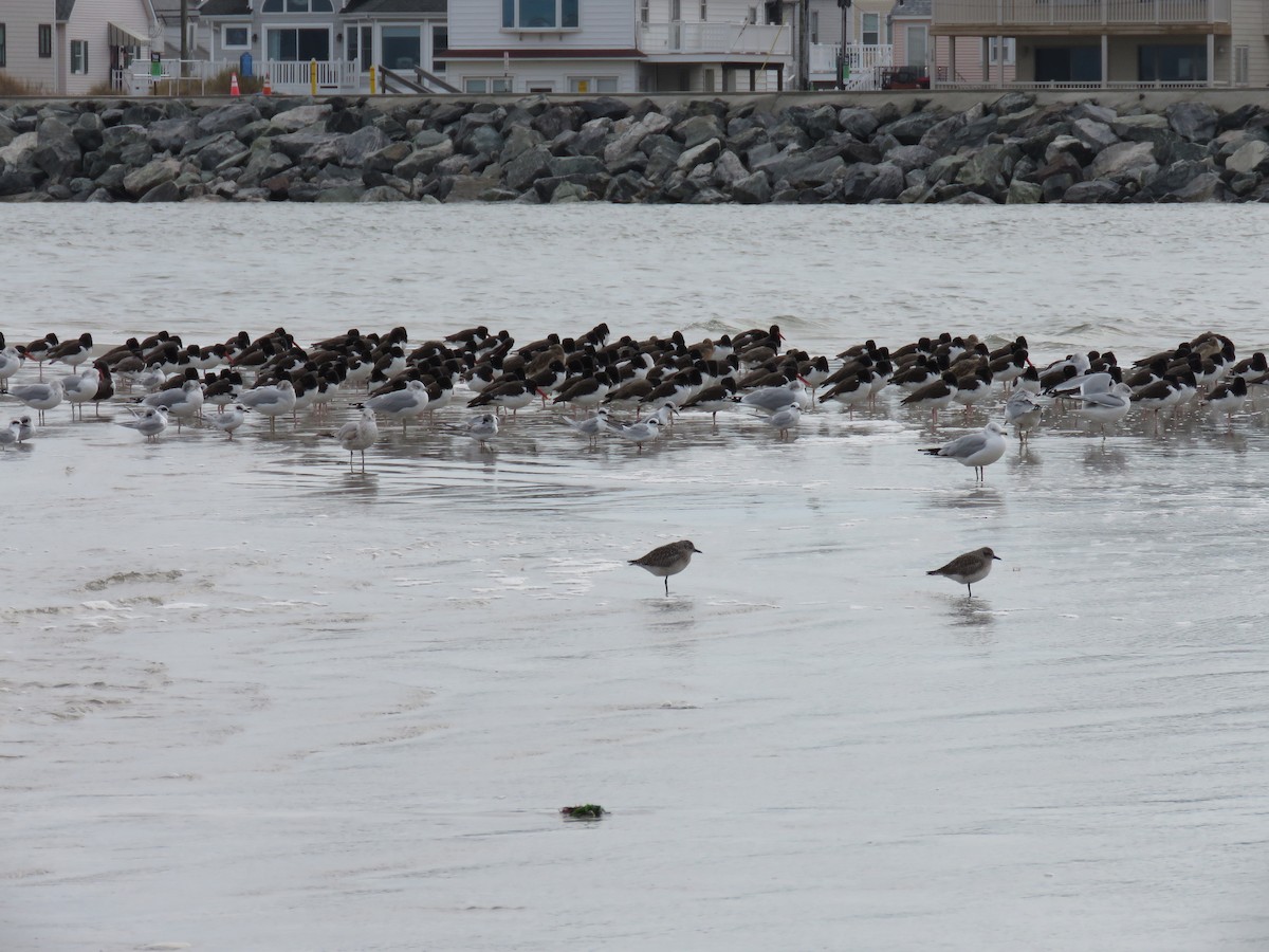 Marbled Godwit - Hannah Glass