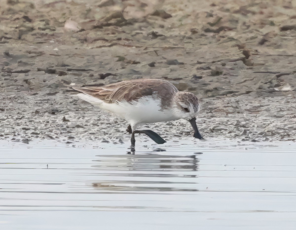 Spoon-billed Sandpiper - ML611597448