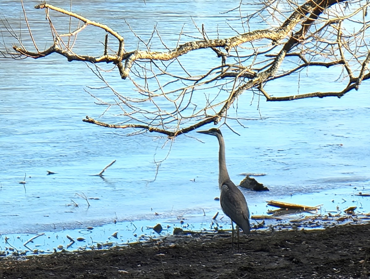 Great Blue Heron - ML611597491