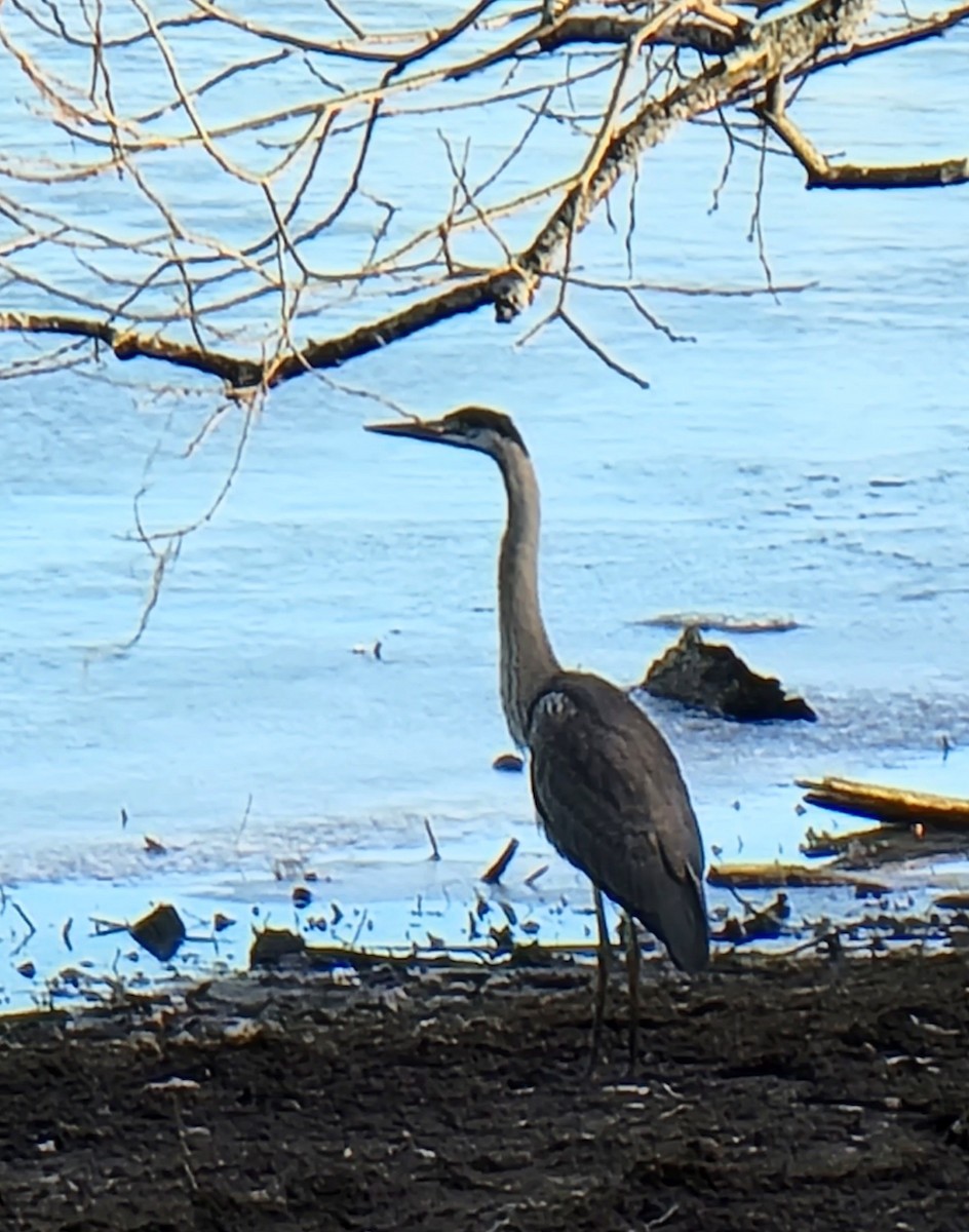 Great Blue Heron - ML611597492