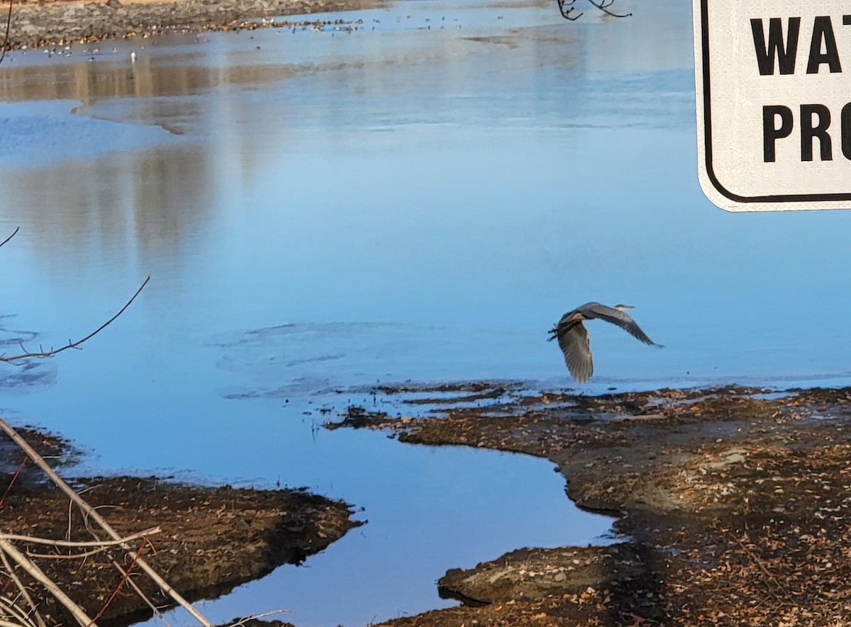 Great Blue Heron - Kathie Brown