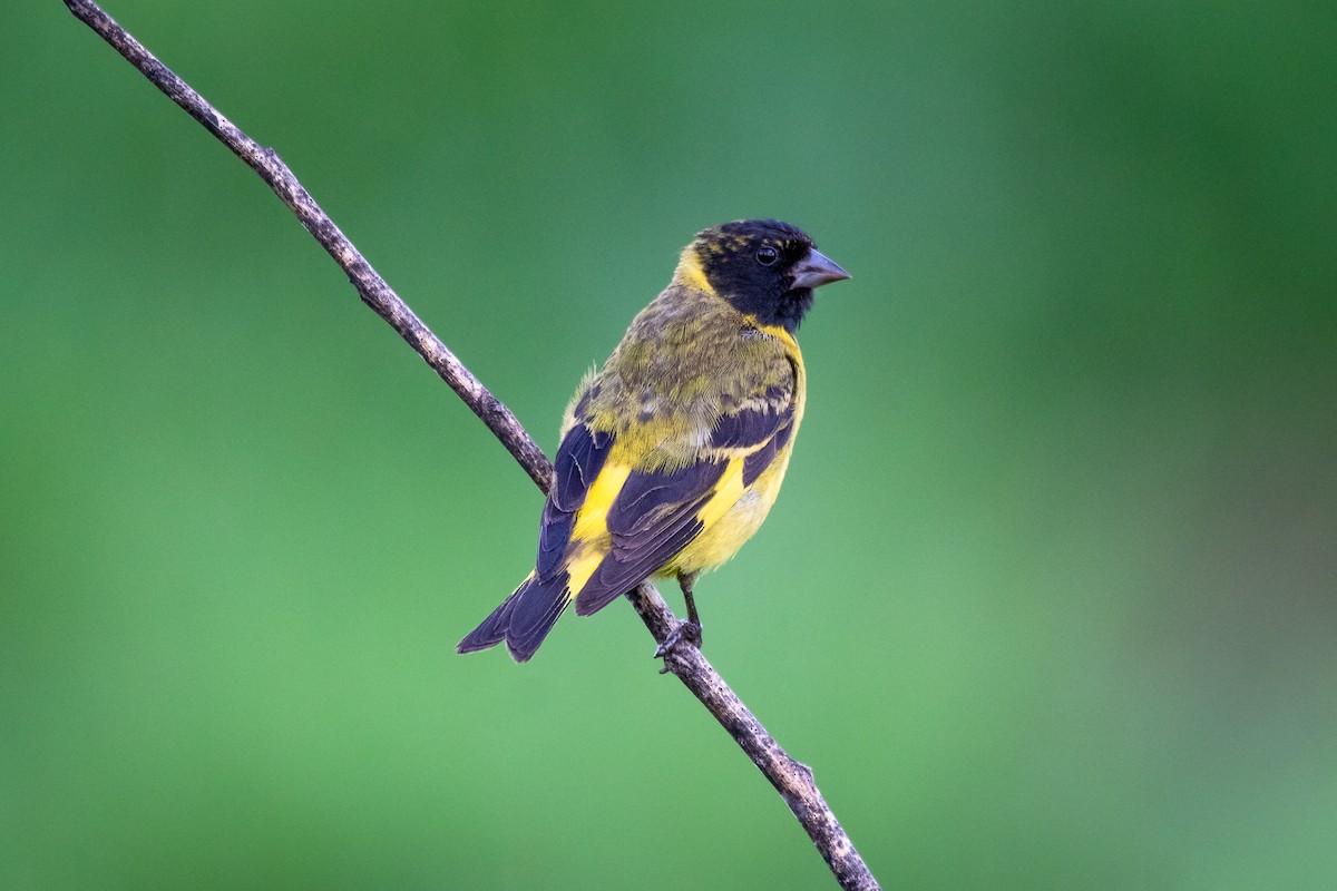 Hooded Siskin - ML611597520