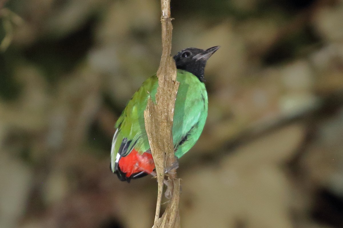 Western Hooded Pitta (Sangihe) - ML611597580