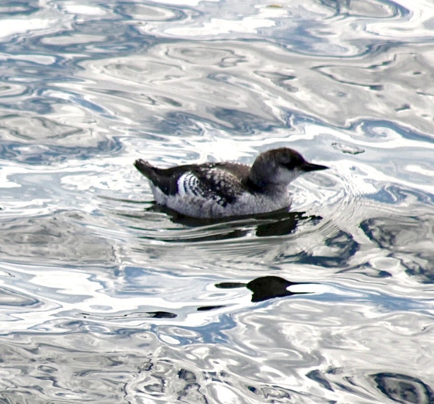 Black Guillemot - ML611597602