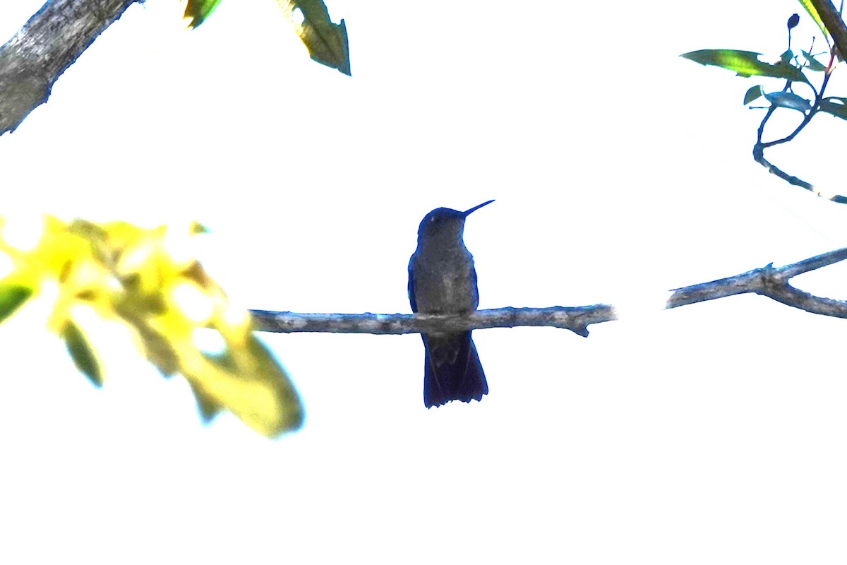 Sombre Hummingbird - ML611597651