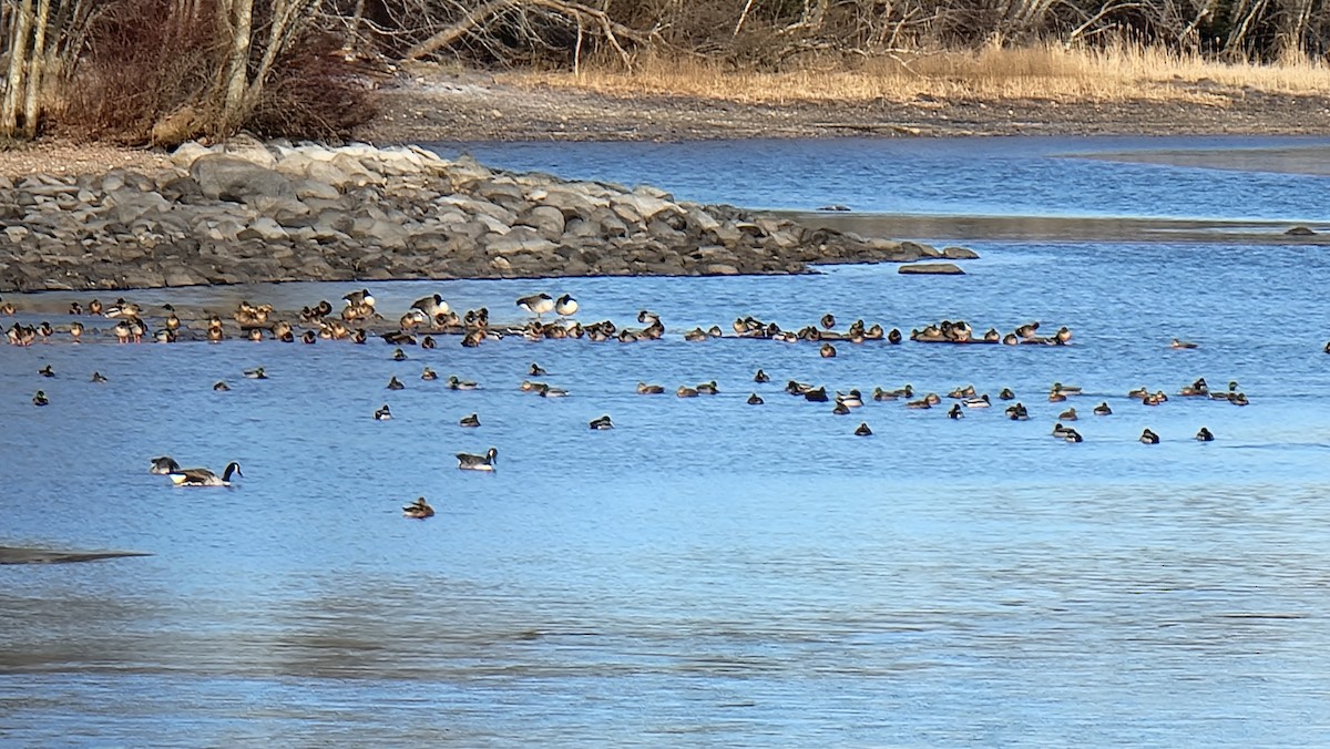 Mallard - Kathie Brown