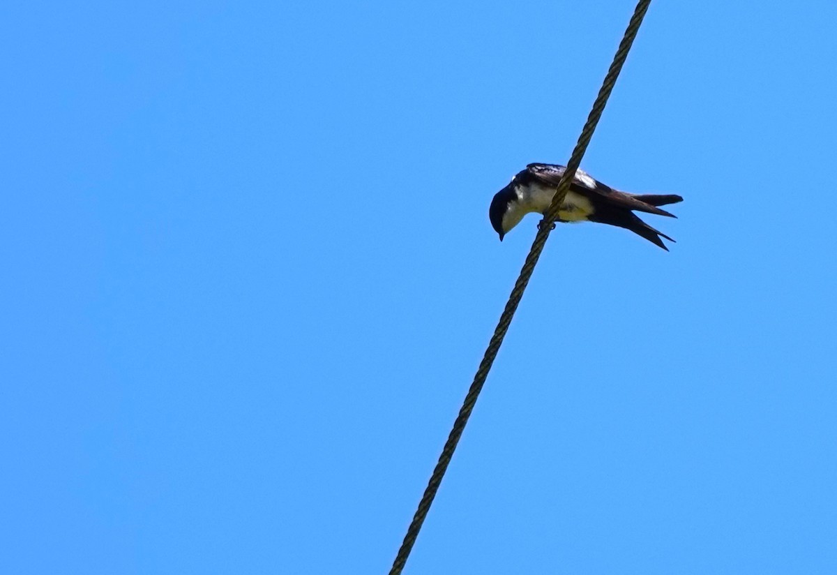 Blue-and-white Swallow (cyanoleuca) - ML611597701