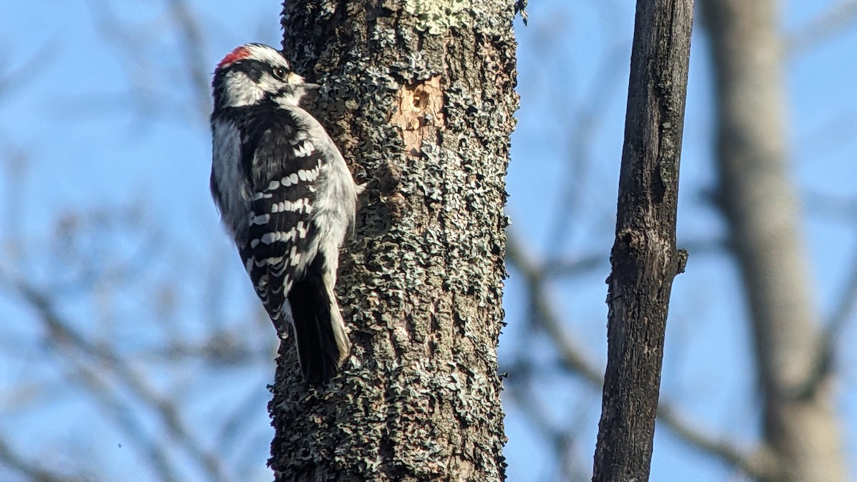 Downy Woodpecker - jean bernier