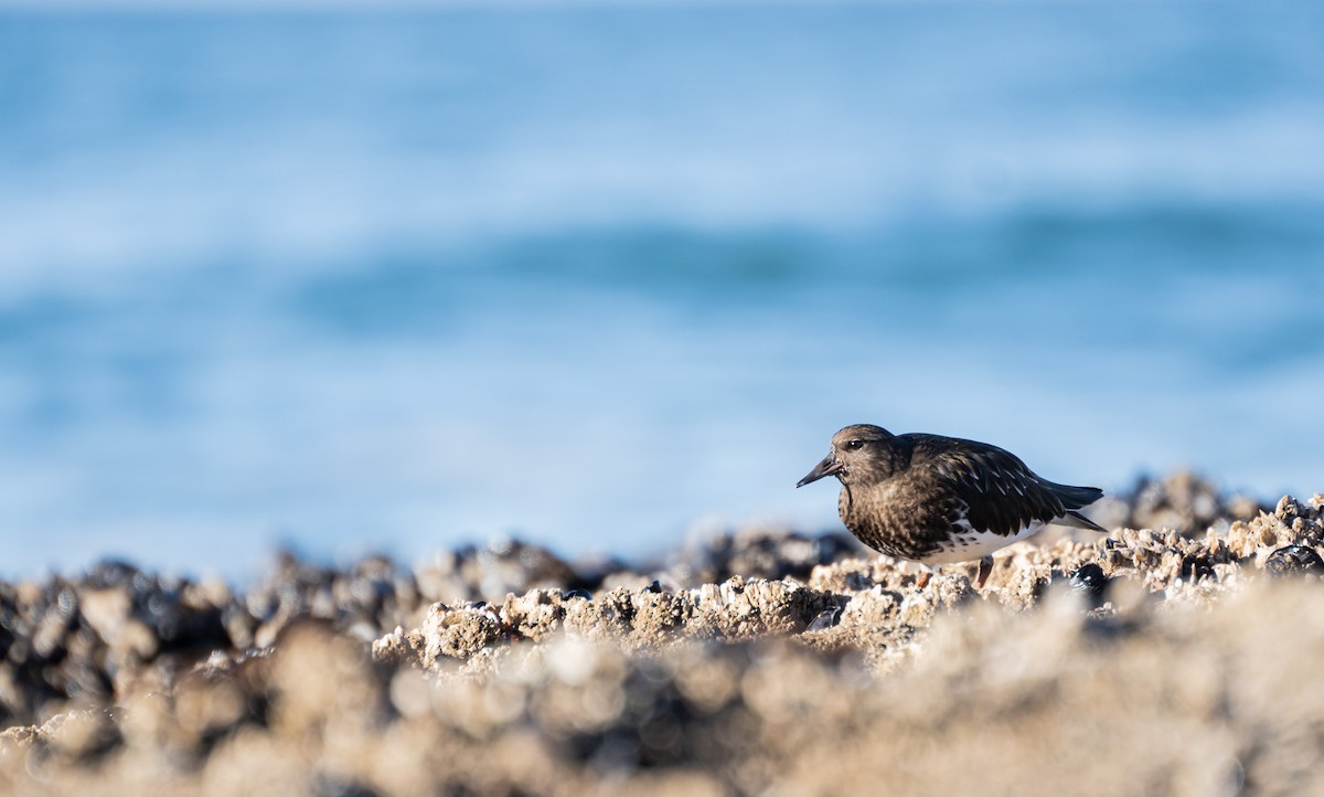 Black Turnstone - ML611597856