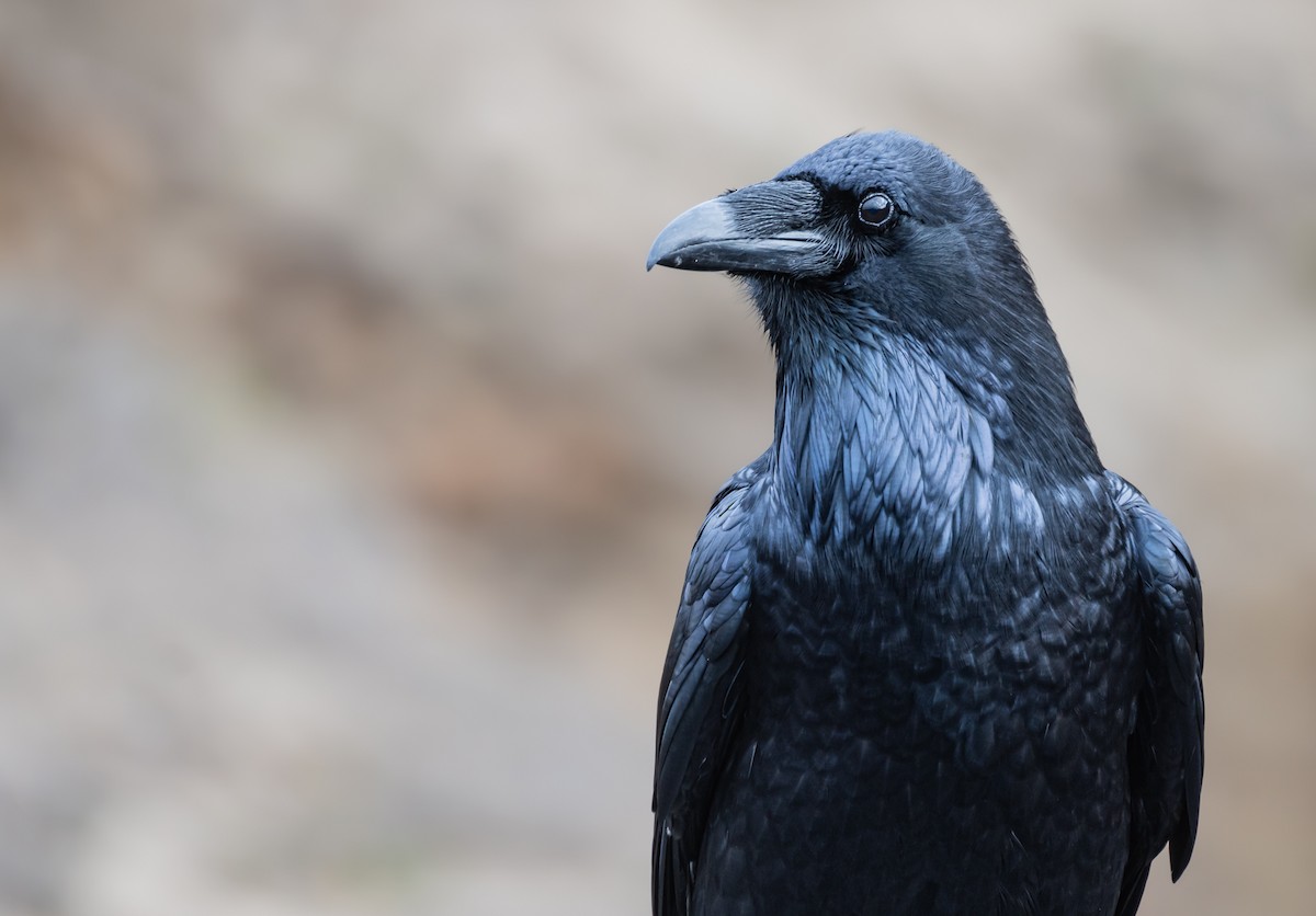 Common Raven - ML611597959