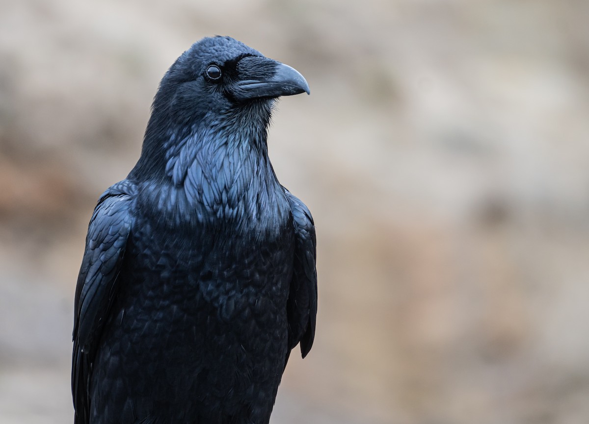 Common Raven - ML611597960