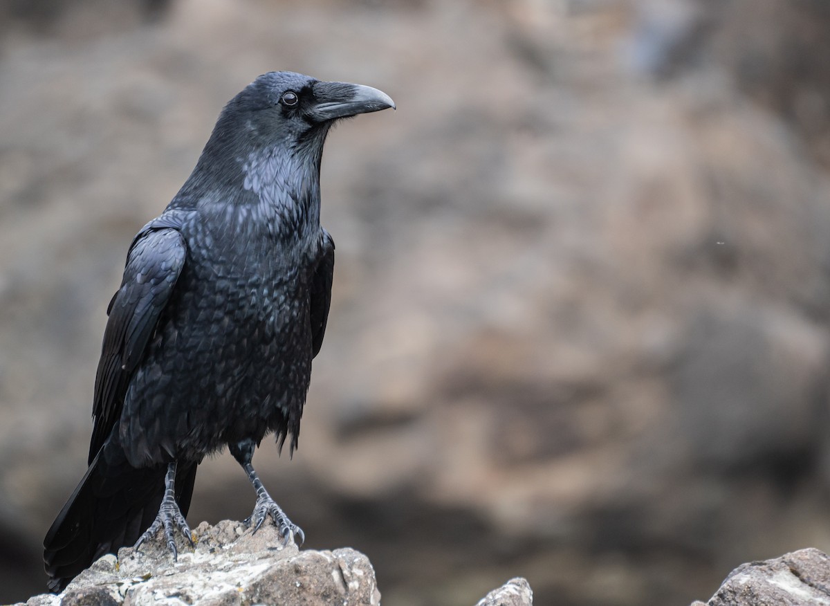 Common Raven - Kai Frueh