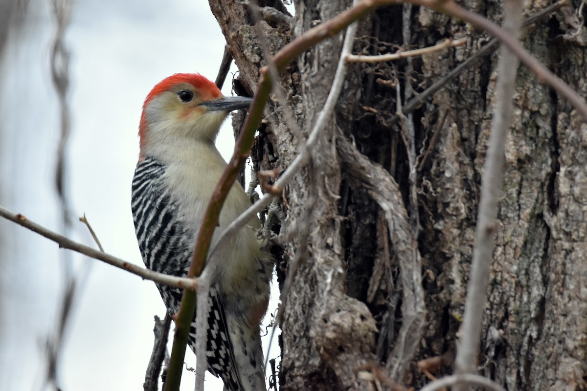 Red-bellied Woodpecker - ML611597984