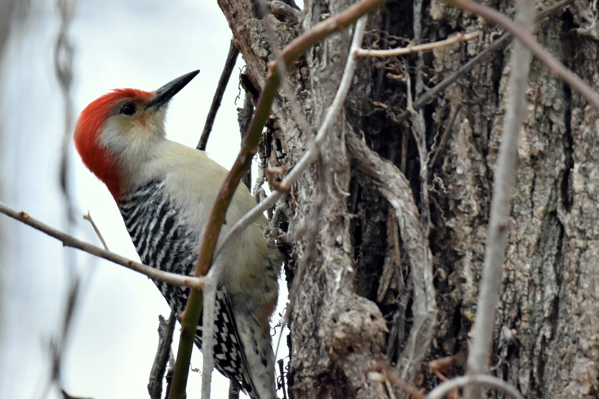 Red-bellied Woodpecker - ML611597985
