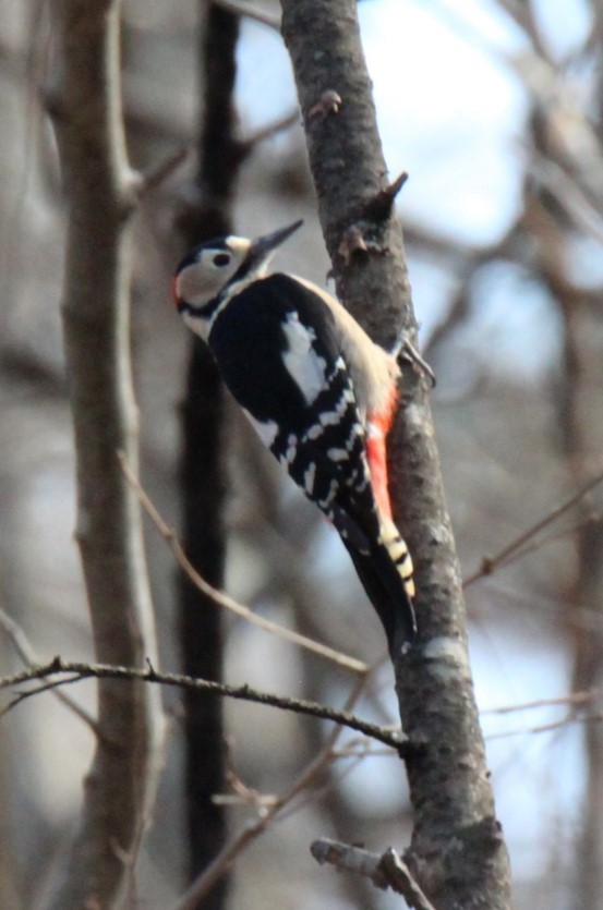 Great Spotted Woodpecker (japonicus) - ML611598046