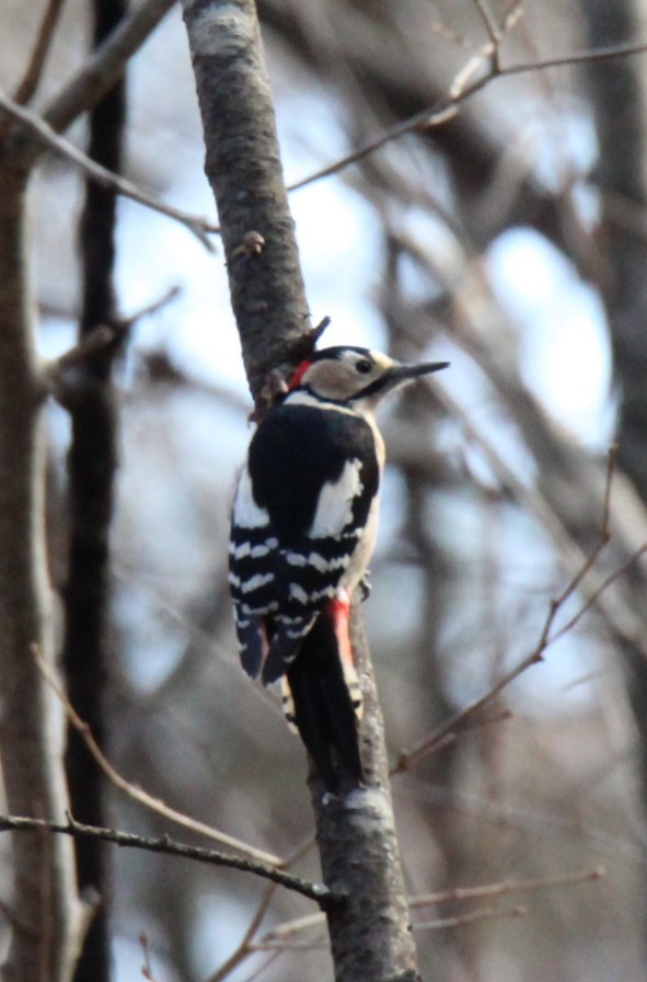 Great Spotted Woodpecker (japonicus) - ML611598047