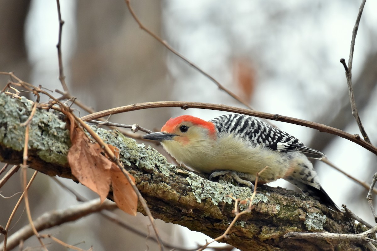Red-bellied Woodpecker - ML611598081