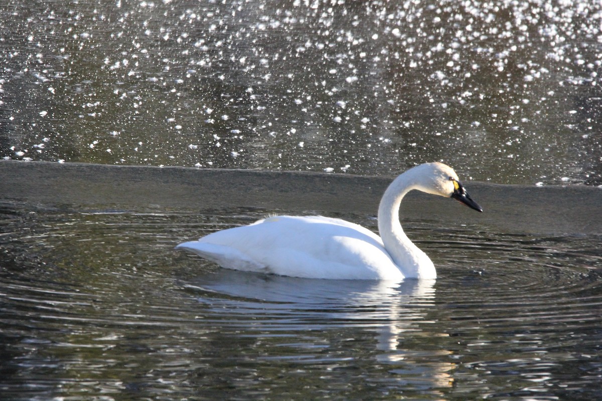 Tundra Swan - Isabel and Tom Feasby