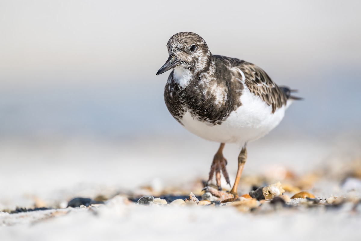 Ruddy Turnstone - N KC