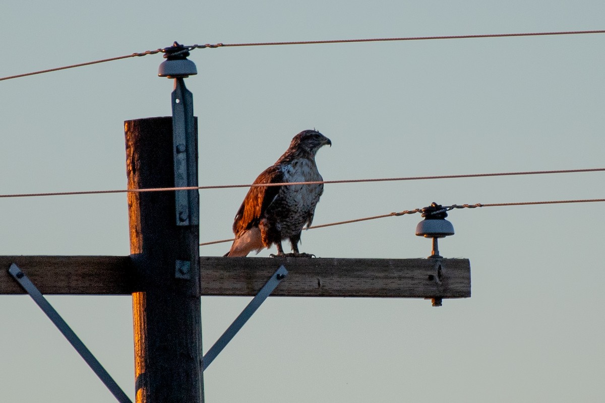 Ferruginous Hawk - ML611598179